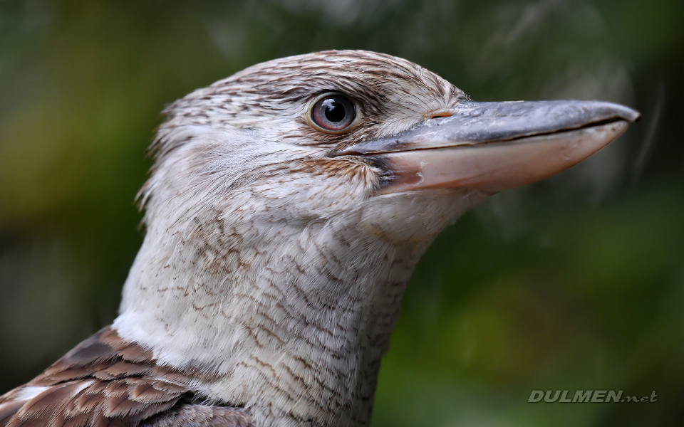 Blue-winged kookaburra (Dacelo leachii)